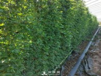 藤本月季網(wǎng)片批發(fā)價格(安吉拉、大游行)