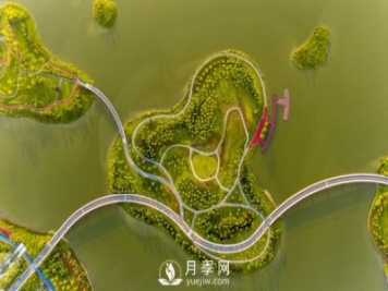 南陽月季扮美肇慶，月季花海驚艷綻放