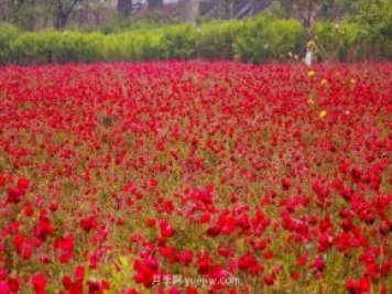 四川南允30萬株豐花月季盛開，千姿百態(tài)等您來賞