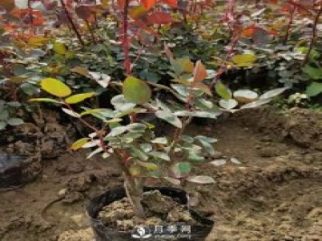 大花盆栽月季批發(fā)，粉扇.緋扇.口紅.金鳳凰