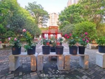 福州茶亭公園月季花開，芬芳美爆！