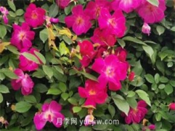 荊州開(kāi)發(fā)區(qū)西干渠的藤本月季開(kāi)花啦，千米月季花墻來(lái)打卡