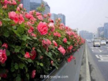 132萬株高架月季陸續(xù)綻放 杭州迎來“月季時(shí)間”