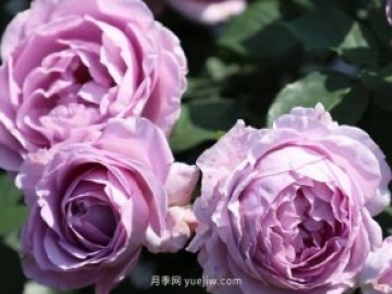 月季新品種，暗戀的心月季，陽臺有它四季看花