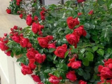 12個藤本月季品種推薦，造型適合月季花柱和拱門