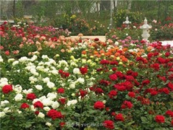 上海顧村公園500多畝月季正處盛花期，5.1期間置身于月季花海
