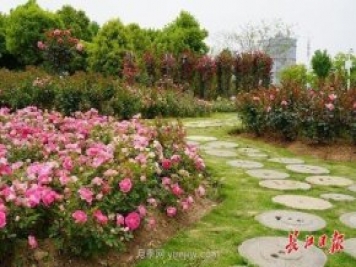 武漢滿街月季開放，近百座公園進(jìn)入盛花期