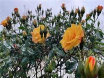 襄城無處不飛花，襄陽首屆月季文化旅游節(jié)開幕
