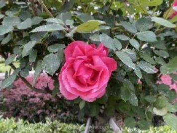 石家莊月季市花盛開，20萬(wàn)株驚艷城市美景