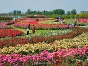 南陽(yáng)世界月季大觀園西園二期開放，第十二屆南陽(yáng)月季花會(huì)等你來(lái)