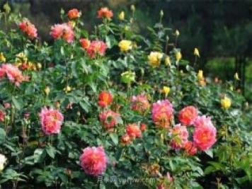 張愛玲的薔薇名句，薔薇處處開，可愛又可親