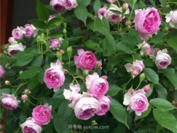 瑪姬嬸嬸月季，別被名字嚇跑，勤花超級花多