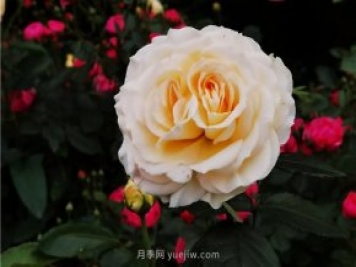 淮南市花月季盛開，來舜耕山風(fēng)景區(qū)欣賞