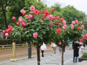 樹月，什么是樹狀月季？哪有賣的？