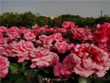 南陽(yáng)世界月季大觀園規(guī)模真大，快來(lái)過(guò)把月季花癮