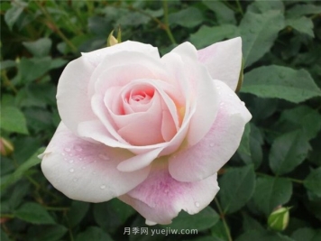 腮紅冰山月季的優(yōu)缺點是什么？