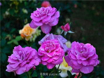 南昌濱江月季園，帶你去看天下風(fēng)流的江西月季花