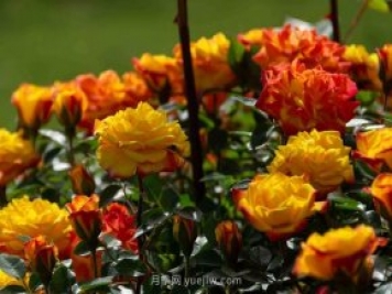安陽市滑縣森林公園月季花開放，賞花打卡正當時