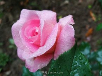 實體店買月季花更放心，為什么花友還喜歡從網(wǎng)上買？