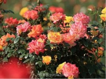 西安航天基地“初夏限定款”月季花，邀您來賞！
