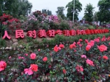 南陽(yáng)月季：總書(shū)記向我詢(xún)問(wèn)月季花球新品種