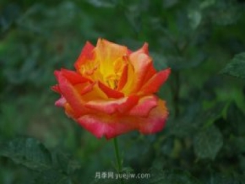 賞石家莊月季市花，遨游月季公園五月花海