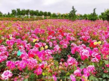 月季花開相約咸陽(yáng)，去咸陽(yáng)看月季