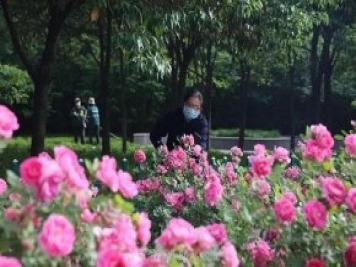 邢臺市花月季綻放！月季花城進(jìn)入觀賞期
