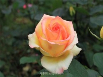 濟(jì)南增選玫瑰為市花，投票結(jié)果顯示贊成率達(dá)99.42%