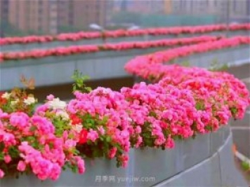 杭州有全國最美花路，大道兩旁開滿月季花，堵車都是享受