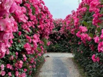 鄭州漫花里藤本月季花海，網(wǎng)友稱之為“花海迷宮”紛紛去打卡