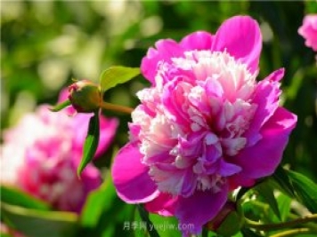 新疆昌吉濱河公園，牡丹花開，千姿百態(tài)