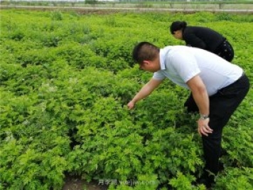 社旗艾草產(chǎn)業(yè)，艾成熟香滿田