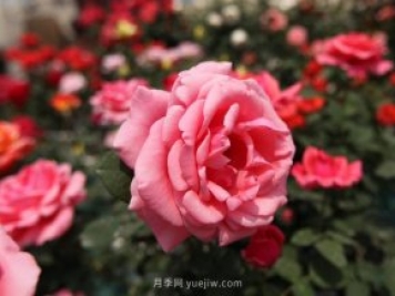 粉扇月季，月季樹造型美，花大色艷四季有花香