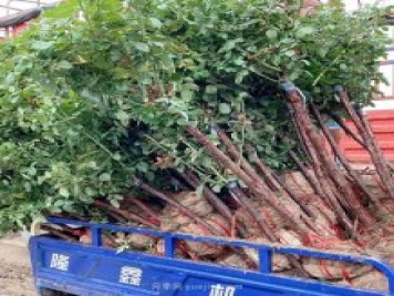 月季樹什么時(shí)候移栽最好？月季的最佳插枝時(shí)間？