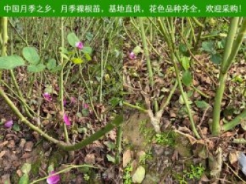 月季網(wǎng)：月季裸根苗的選購、栽植、肥水、養(yǎng)護(hù)技術(shù)大全