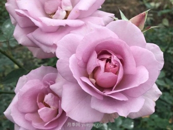 紫色慕莎月季的優(yōu)缺點(diǎn)是什么？