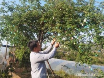 李映青：彝族博士李淑斌的中國月季夢