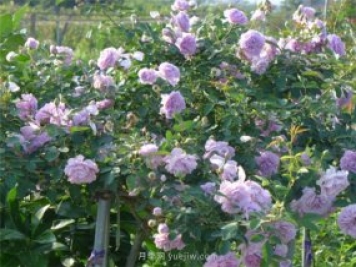 打造小型月季花墻，推薦4款藤本月季