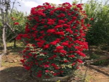 造型月季，月季花柱批發(fā)