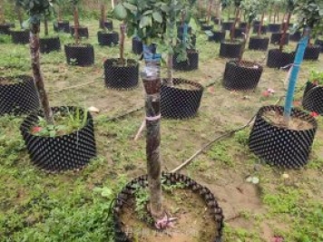 月季樹(shù)容器苗怎么固定才能防止傾倒？