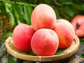 南陽(yáng)桐柏朱砂紅桃喜獲豐收