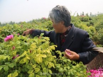 新鄉(xiāng)輝縣：繽紛玫瑰撲鼻香 幸?；ㄩ_(kāi)富老鄉(xiāng)