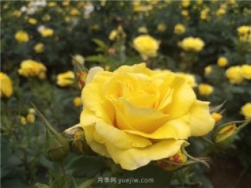 為什么越來越多的月季花友拋棄歐月？這些缺點(diǎn)是很多人的痛點(diǎn)