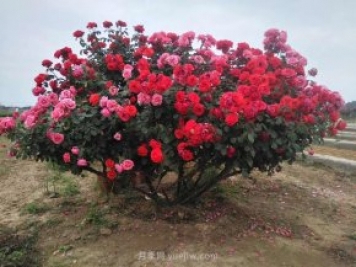 樹樁月季養(yǎng)護(hù)，這4個問題要注意