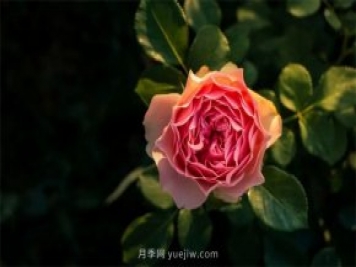 昆明李淑斌深山搞科研，為晉寧月季插“芯片”