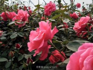 北京街頭萬千姿態(tài)的月季花，你喜歡哪一個