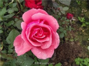 晚春唐詩玫瑰6首：折得玫瑰花一朵，憑君簪向鳳凰釵