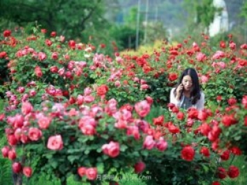 花卉旅游，“花為媒”帶動“美麗經(jīng)濟(jì)”升級