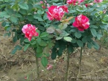 小高桿月季移植必須要帶土球嗎？